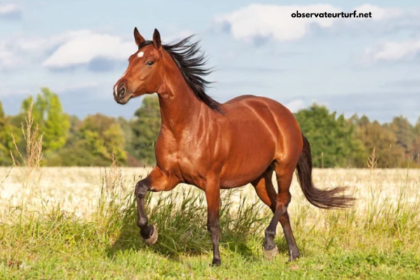 Le Cheval DE Base Incontournable