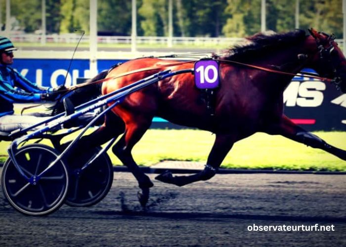 100100 Ordre Turf