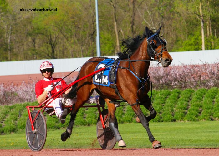 Le Duo Du Turf