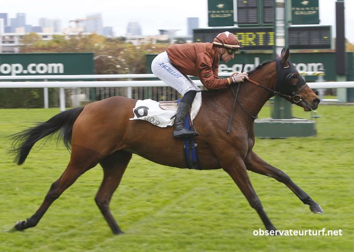 Lingodor Turf 2019