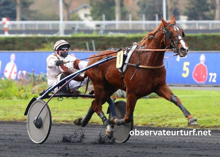 Paris Promise Turf (3)