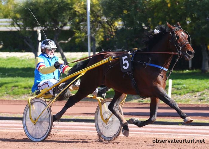 Pion Sur Pmu