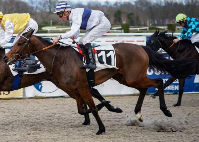 Prono Choc Turf