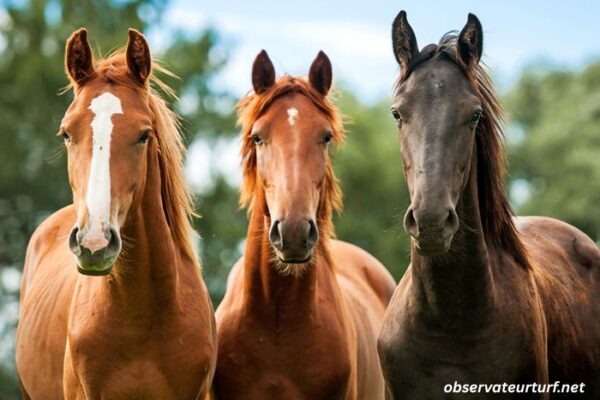 Trio 3 Chevaux Trio 3 Chevaux (1)