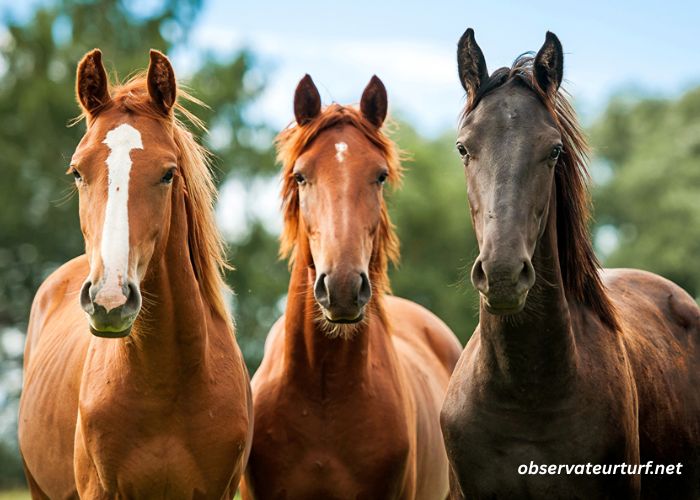Trio 3 Chevaux (1)