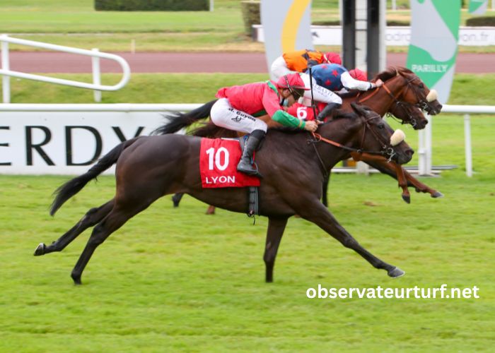 Mayocourse Turf
