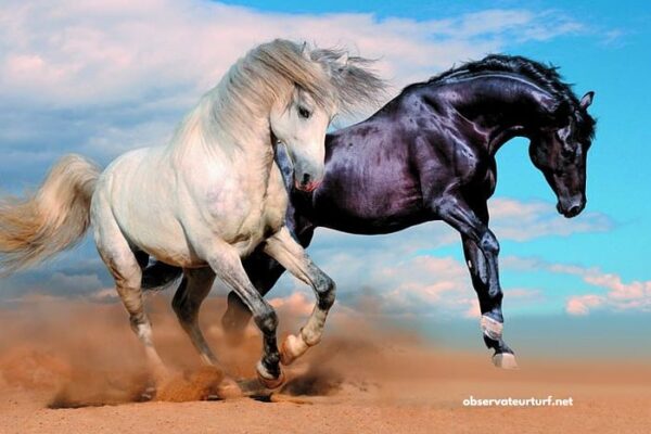 100 Ordre Turf